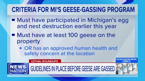 Michingan Geese Population on Hit List! 💨💨💨 - Reloaded from Mel Gibson