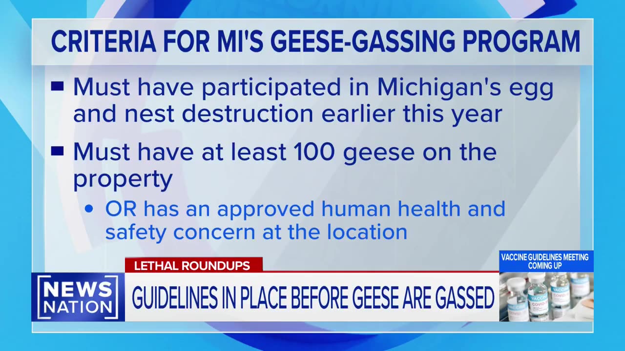 Michingan Geese Population on Hit List! 💨💨💨 - Reloaded from Mel Gibson