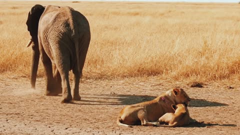 Two Lions cubs bagged an elephant for help what happened next made the world cry