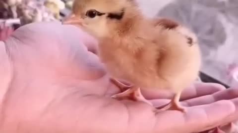 How A Chick Born From A Egg 🐣 - Interesting Video - 😱