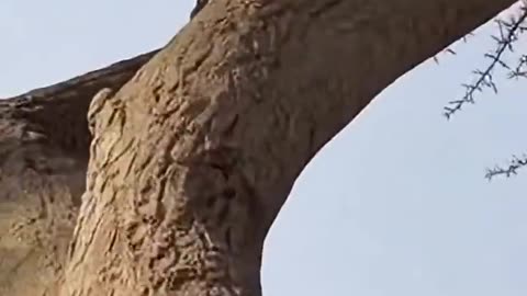 Baby monkey chased by a cheetah — survival moment