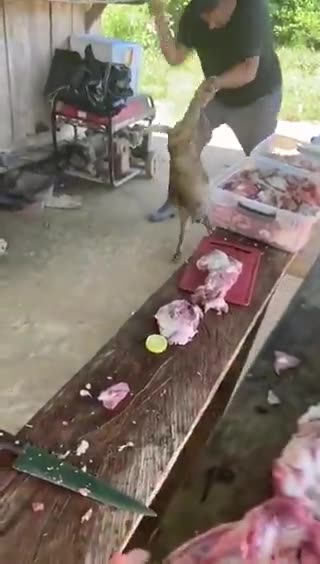 Brutal golpiza a un perro en Antioquia