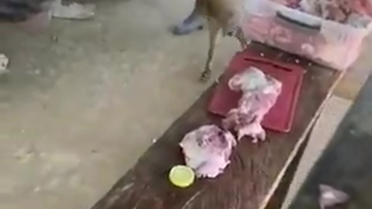 Brutal golpiza a un perro en Antioquia