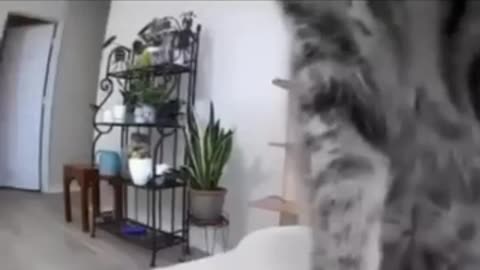CAT VS DOG