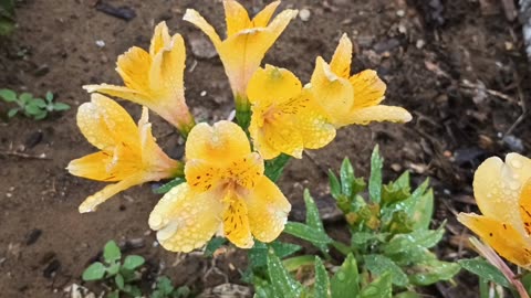 Lilies