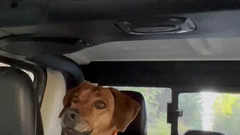 Dog Senses Danger at Trailhead