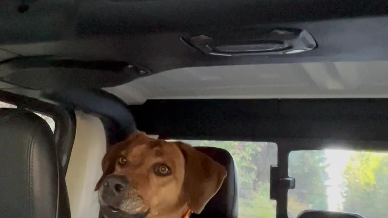 Dog Senses Danger at Trailhead