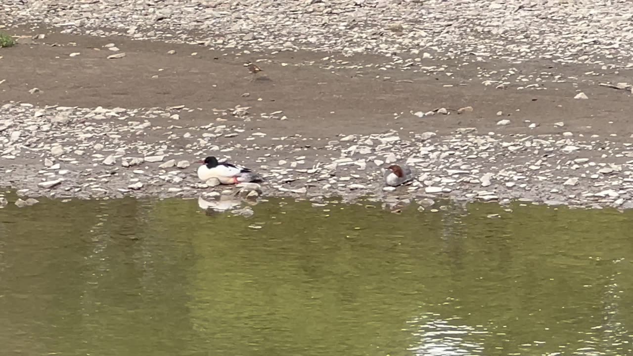 American Mergansers at Humber River James Gardens