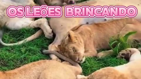 Leão descansando