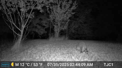A Coon Growling at...?