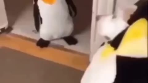 😂🤣 Confused Animal | FunFM