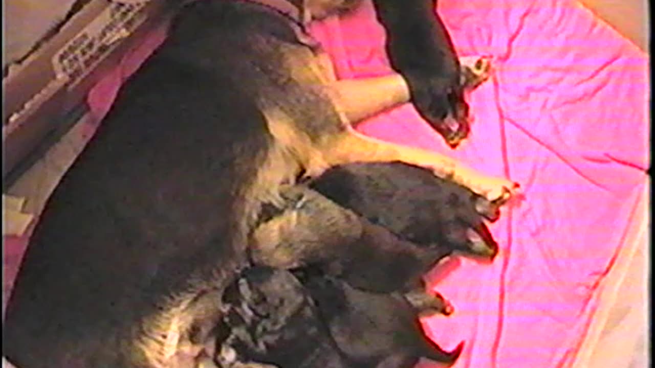2002-VA-Puppies-6