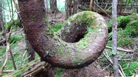 Twisted Tree
