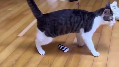 Cat's comedy Videos 🤣 so cute videos 😍 funny videos 🤣