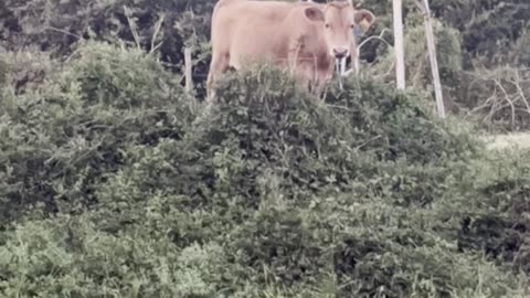 Fletcher thinks he is king of the hill!