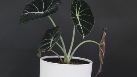 Alocasia Polly Care