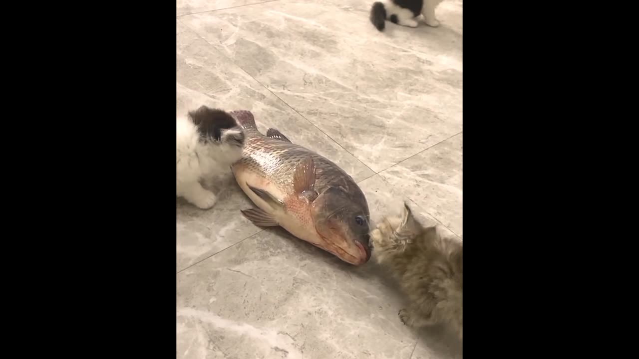 Some funny moments of my cute kittens 2