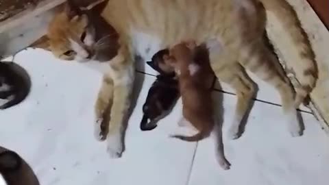 Mother cat Feeding her cutest tribe kittens