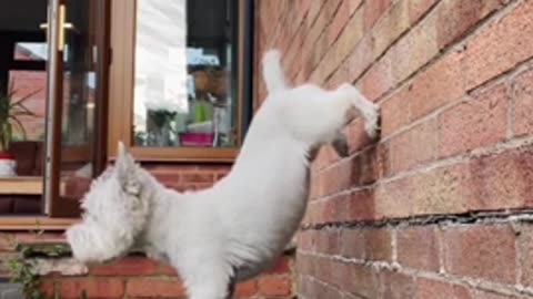 Dogs learned a new trick?