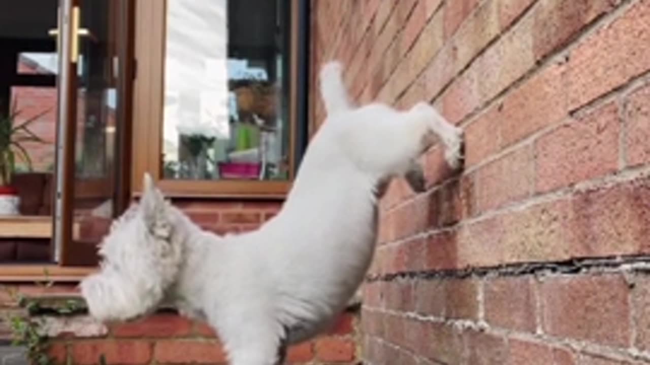 Dogs learned a new trick?