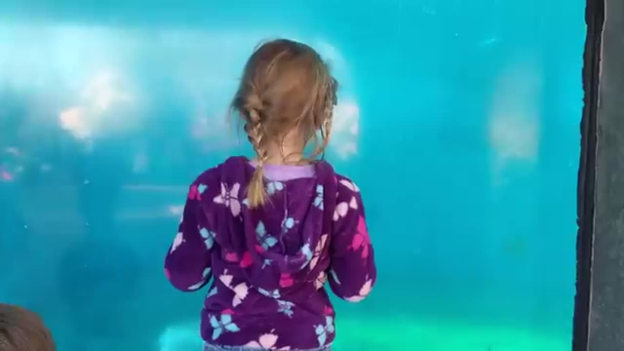 Funny animals videos