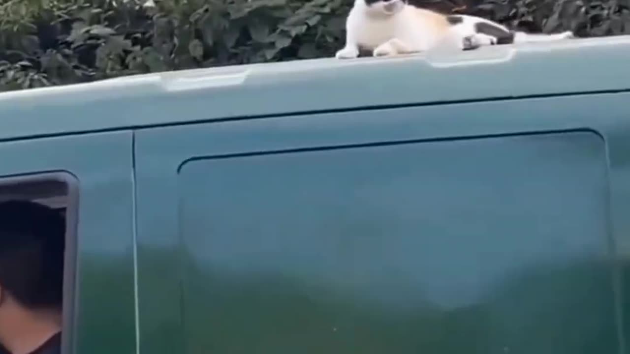 Ultimate Cuteness | Adorable & Funny Cats 🐱🐶
