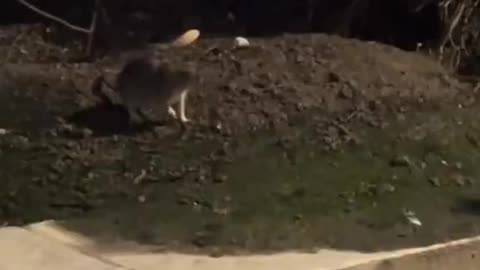 In Paris there are rats that look like cats.