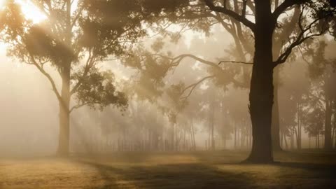 video nature forêt