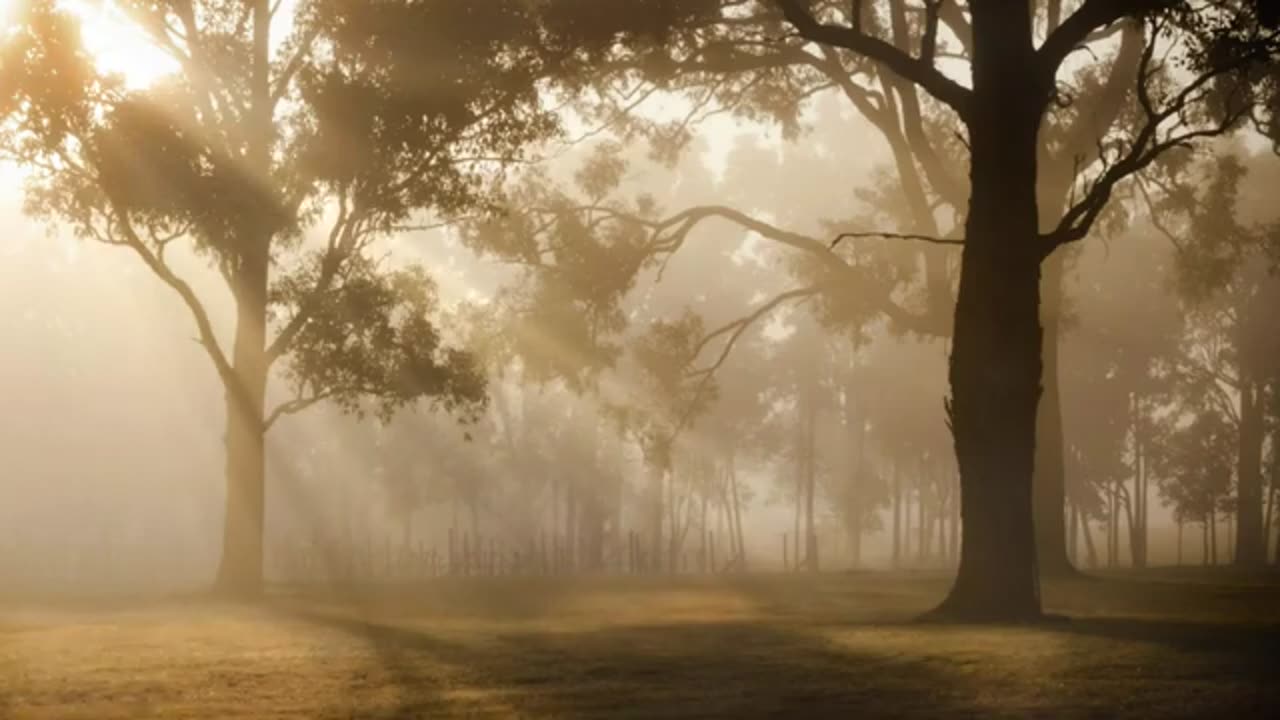 video nature forêt