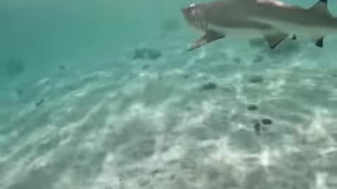 Shark Sneeze