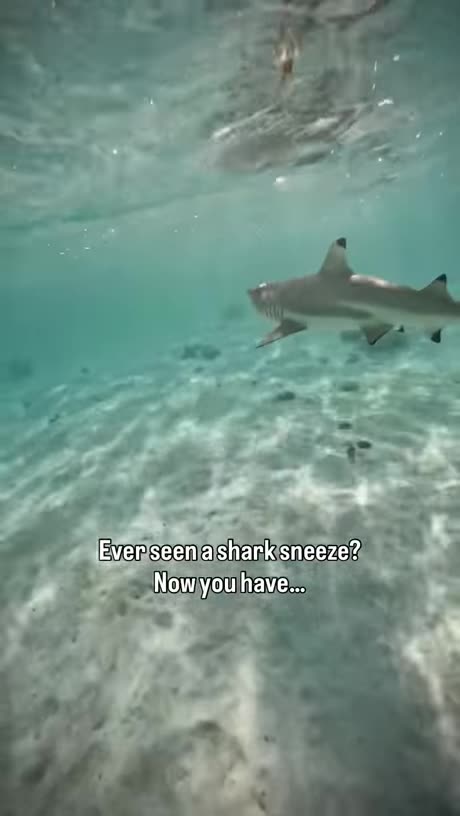 Shark Sneeze
