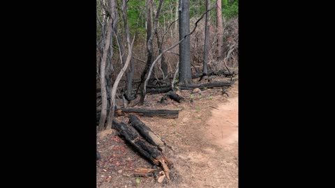 Aftermath Of Hurricane Helene And A Wildfire At Table Rock