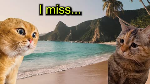 When Two Cats Love Surfing (Ep.69)