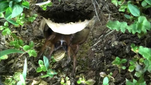 Trapdoor Spider And The Moth That Came Back