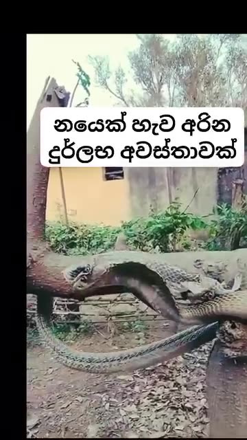 Epic Battle Between a Cobra and a Monitor Lizard! 🐍🦎
