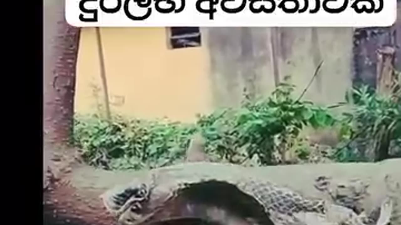 Epic Battle Between a Cobra and a Monitor Lizard! 🐍🦎