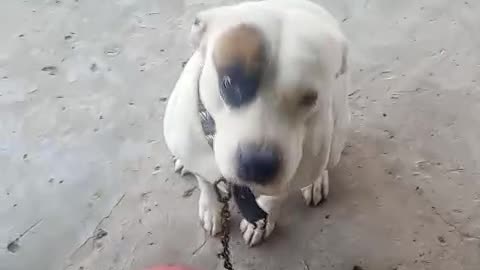 My Dog ​​Doesn't Eat Unless I Sing His Song