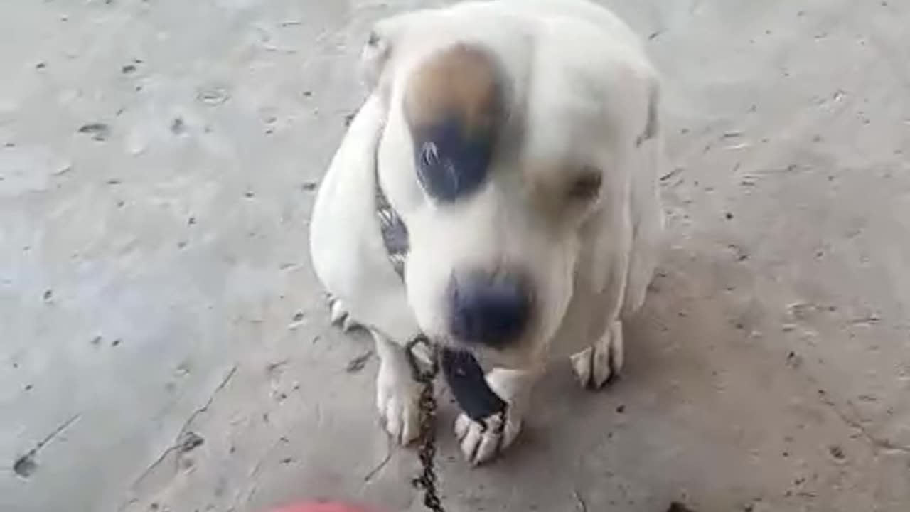 My Dog Doesn't Eat Unless I Sing His Song