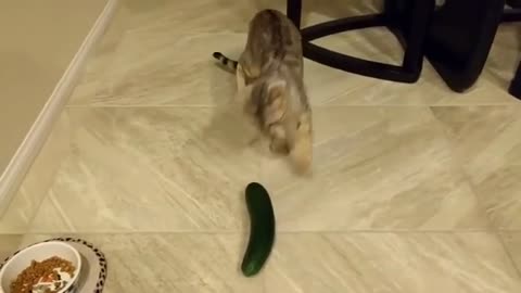 Cats vs. Cucumbers: Hilarious Jump Scares Part 1