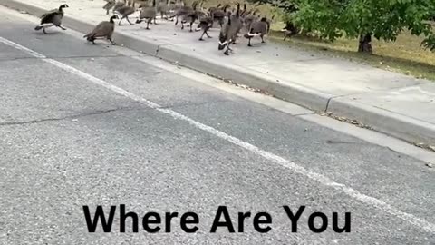 Where Are You Going?