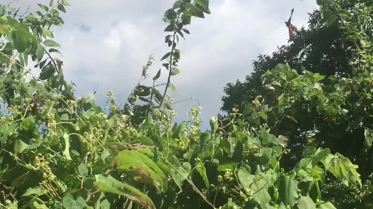 Flowers sway in the wind, butterflies dance, squirrels climb trees