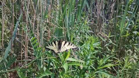 Swallowtail Butterfly