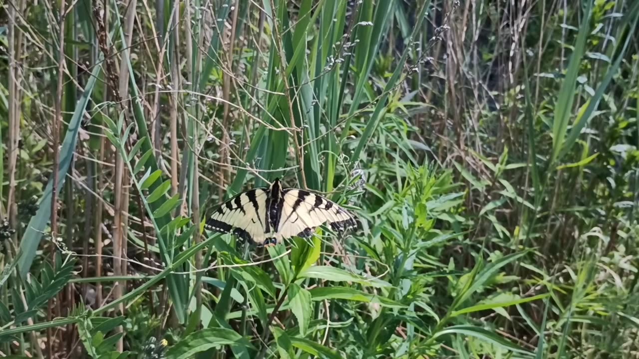 Swallowtail Butterfly