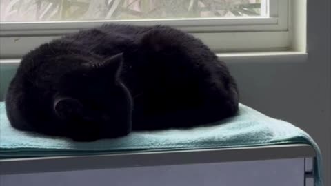 Cute Precious Piper Illustrates Part of a Loaf Recipe - Adopting a Cat from a Shelter Vlog #shorts