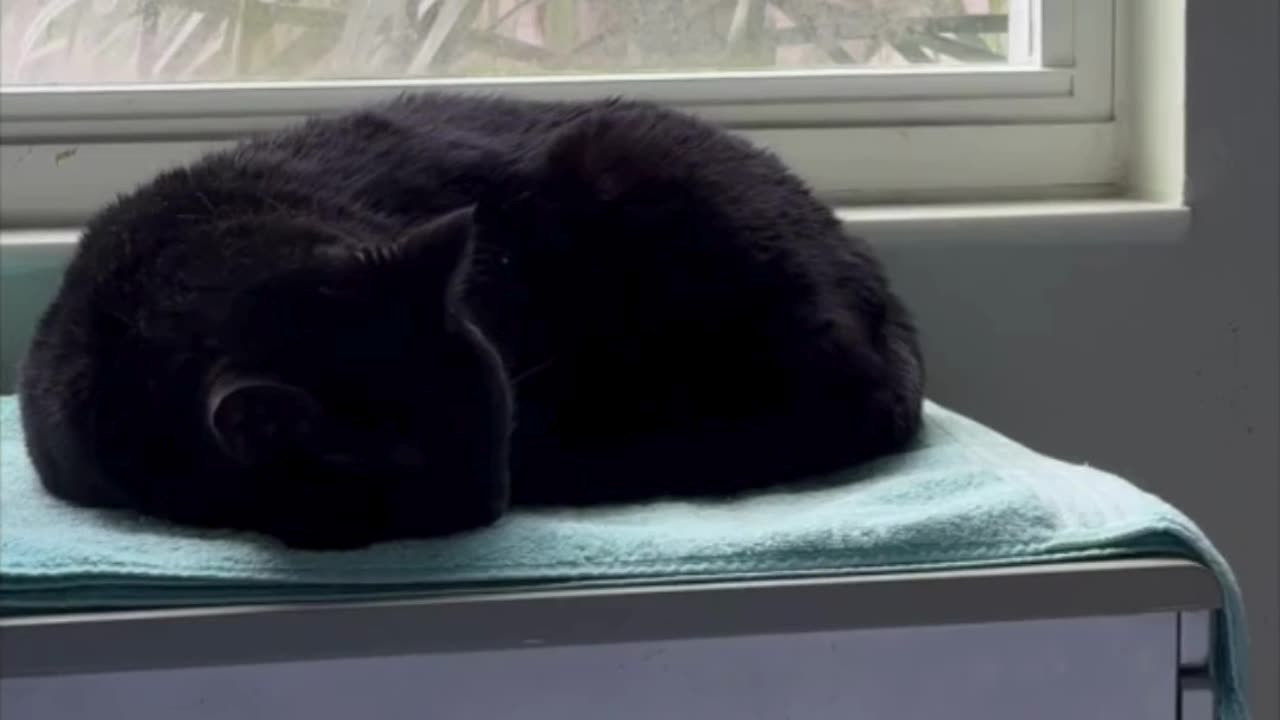 Cute Precious Piper Illustrates Part of a Loaf Recipe - Adopting a Cat from a Shelter Vlog #shorts