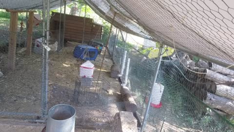 Chicken Live Stream