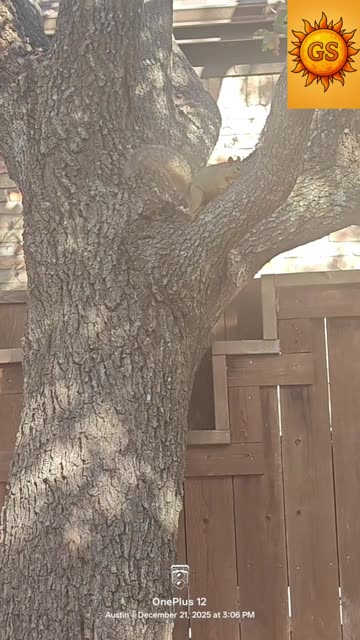 Savage Squirrel and Bug Encounter at the Park | Wild Neighborhood Nature Moment (Short)