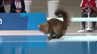 What if cats were olympic divers?