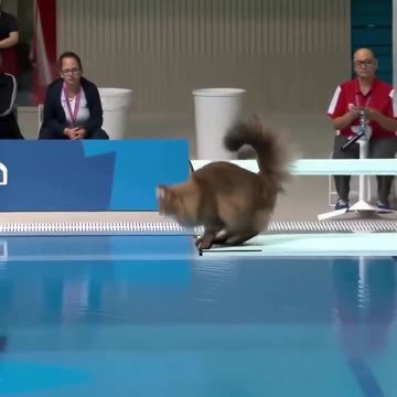 What if cats were olympic divers?