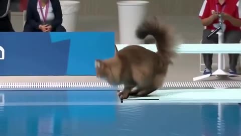What if cats were olympic divers?